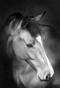 black-and-white-horse-portrait10.jpg