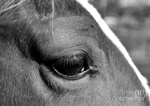 eye-of-the-horse-black-and-white-sandi-oreilly.jpg